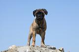 BULLMASTIFF 344